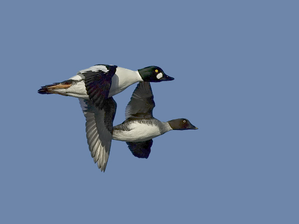 Telkkä, Common Goldeneye, Bucephala clangula